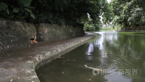 市池塘中的锦鲤鱼视频