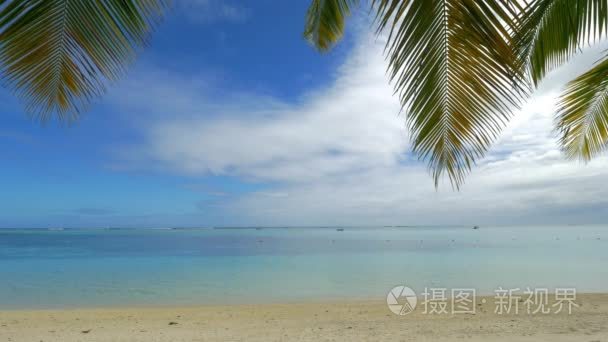 海洋的天际线，海滩和棕榈枝