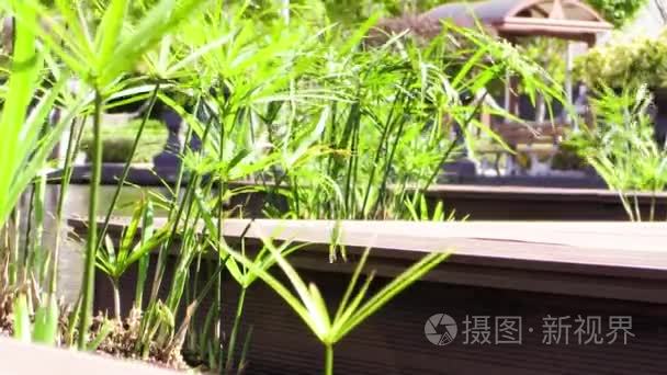 植物在温室中的特写镜头视频