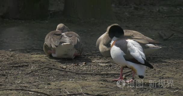 鸭用喙清理羽毛和尾巴视频