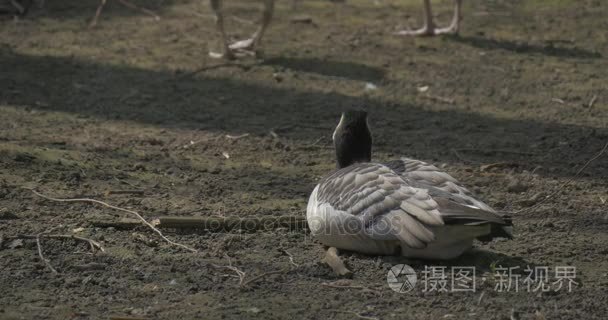 鸭试图温暖在太阳的光辉视频