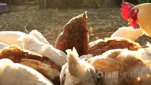 喂养家养鸡农场的组