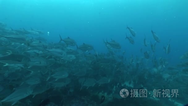 珊瑚生活水下视频视频