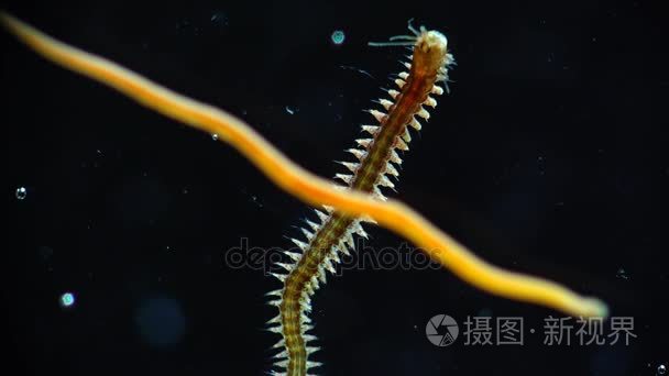 海洋多毛类蠕虫沙蚕和涡mp4格式视频下载 正版视频编号00yzzl 摄图新视界视频库 海洋多毛类蠕虫沙蚕和涡mp4格式视频下载 正版视频编号00yzzl 摄图新视界视频库