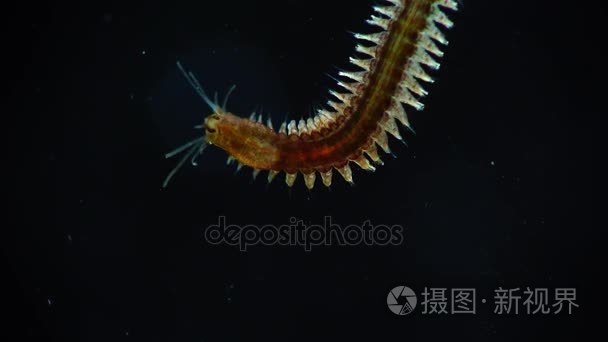 多毛纲视频素材 多毛纲实拍视频下载 第1页 摄图新视界视频库 多毛纲视频素材 多毛纲实拍视频下载 第1页 摄图新视界视频库