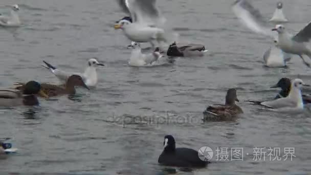 野生鸭 北京鸭 黑海。欧亚白骨顶 玛瑙 atra，也称为白骨顶