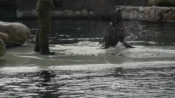 成人海狮跳出水视频