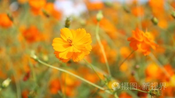 关闭了橙色波斯菊花海视频