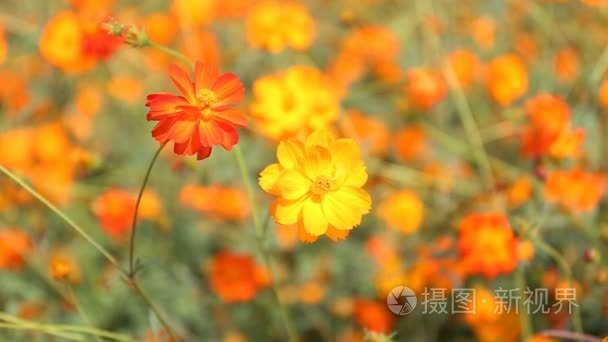 关闭了橙色波斯菊花海视频