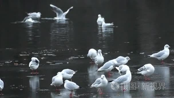 一群海鸥坐在海边的慢动作视频