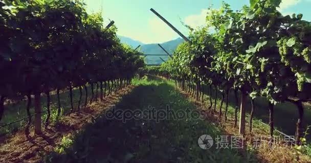 绿色和黄色的阳光落叶，在 Valdobiaddene，意大利美丽的葡萄园风景