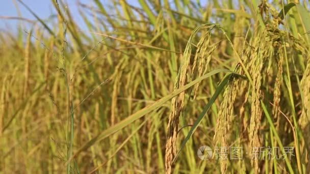 茉莉花的水稻植株在农场视频