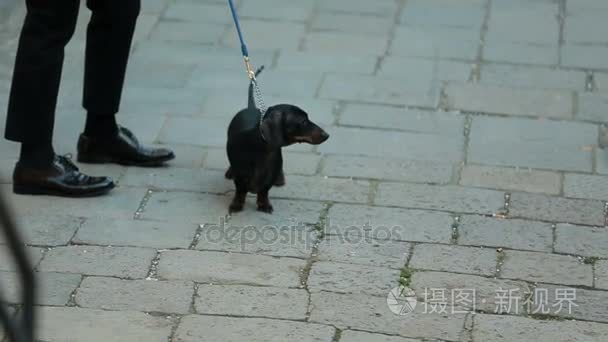 小腊肠犬站在皮鞋的人面前