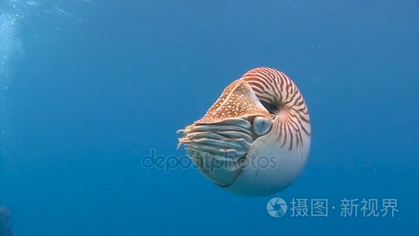 迷人的水下潜水与帕劳群岛鹦鹉螺软体动物