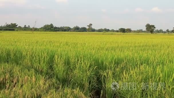 在农村泰国香米农场视频