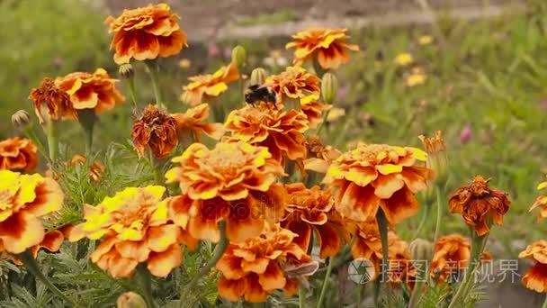 万寿菊野花蜂蜜蜂视频