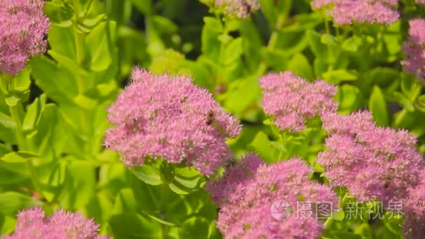 紫色的野花蜂蜜蜂视频