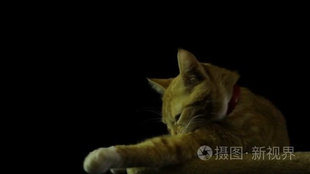 美丽和智能家居红猫视频