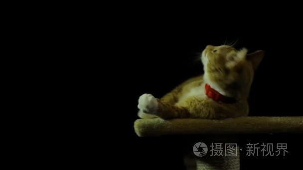 美丽和智能家居红猫视频