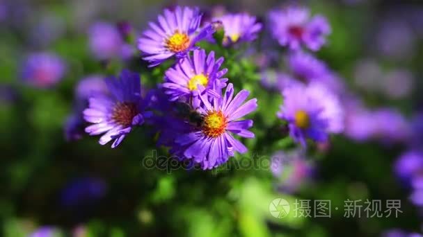 Symphyotrichum 新星-angliae (Aster 新星-angliae)，通常被称为新英格兰翠菊、 毛迦雏菊或迦