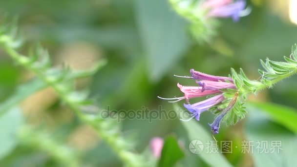 Echium stenosiphon 是属于紫草科家族的花种。物种是佛得角的地方病。其最后一种形式的科学名称意味着窄虹吸视频