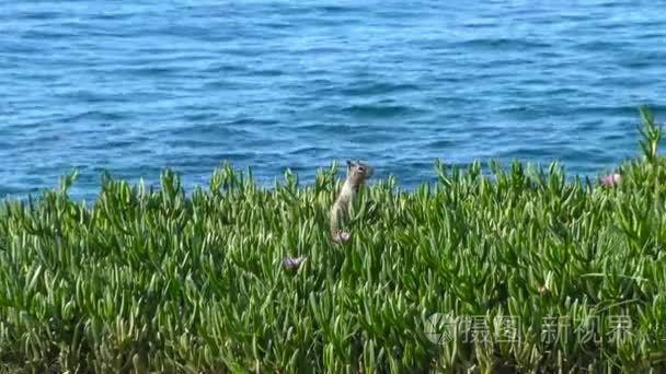 美国圣地亚哥风景如画海岸视频