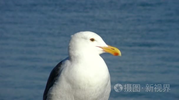 美国圣地亚哥风景如画海岸视频