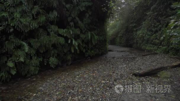 背包客探索蕨峡谷加州视频