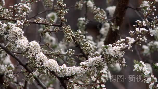 春天开花李子视频