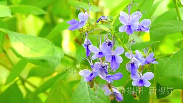 Rotheca myricoides （蝴蝶布什） 是植物的家庭唇形科物种。它是原产于非洲和其他地区被广泛种植。它是臭 myri