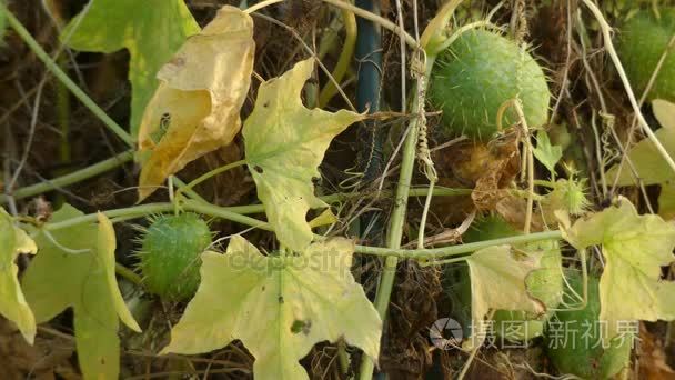 Echinocystis 是单型属葫芦科葫芦。唯一的物种是 Echinocystis 野葛，通常被称为野生黄瓜、 带刺的黄瓜或苦
