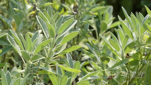 鼠尾草叶 花园 共同或烹饪sage 是多年生草本 常绿灌木 木质茎 灰叶与蓝色 至紫色的花 它是成员的唇形科唇形科mov格式视频下载 正版视频编号00z5gk 摄图新视界视频库 鼠尾草叶 花园 共同或烹饪sage 是多年生草本 常绿灌木 木质茎 灰叶与蓝色 至紫色的花 它是成员的唇形科唇形科mov格式视频下载 正版视频编号00z5gk 摄图新视界视频库