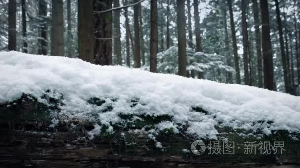 通过冰雪覆盖在森林中的日志视频