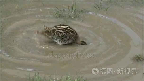 野生鸟类在智利巴塔哥尼亚视频