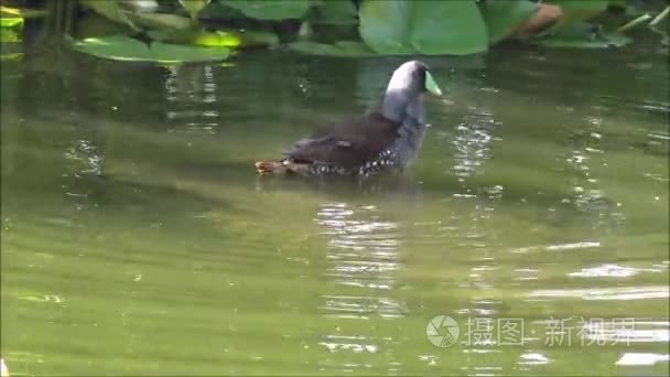 鸭和野生动物在智利圣地亚哥视频