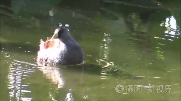 鸭和野生动物在智利圣地亚哥视频