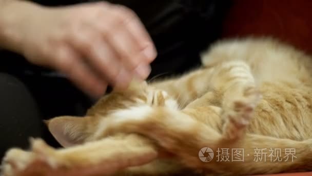 抚摸着一只红色的猫，躺在沙发上的女人