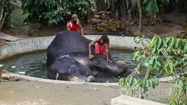 印度男人洗大大象