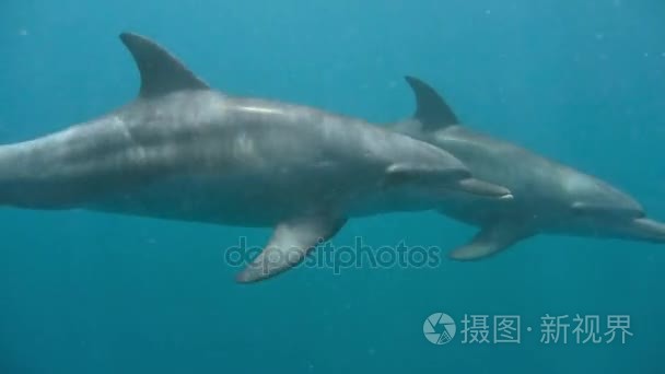 海底世界海豚在海中漂浮视频