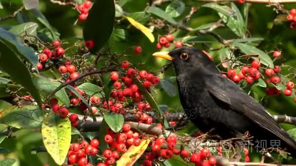 一只黑色的鸟吃红色的浆果视频