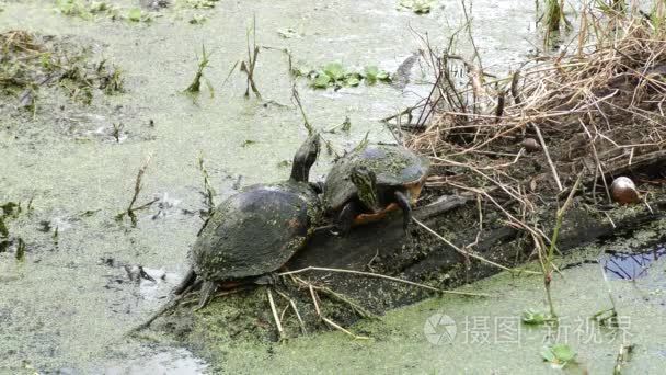 在日志上的两只乌龟视频