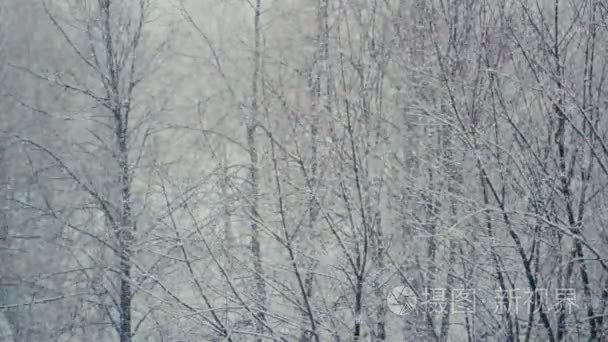 雪花落暴雪视频