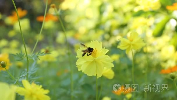 蜜蜂对黄波斯菊花海视频