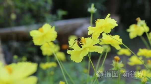 蜜蜂对黄波斯菊花海视频