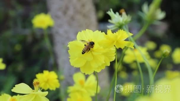 蜜蜂对黄波斯菊花海视频