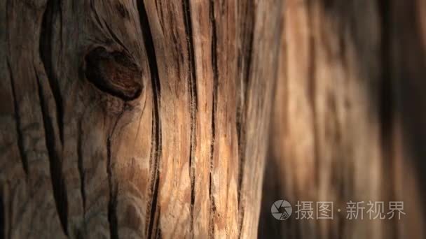 查看对玩的是太阳的影子在韩国庆州的一棵老树树皮视频