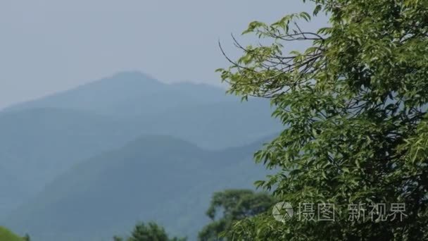 查看到随着布什树枝在炎热的天气中在韩国庆州前景在群山视频