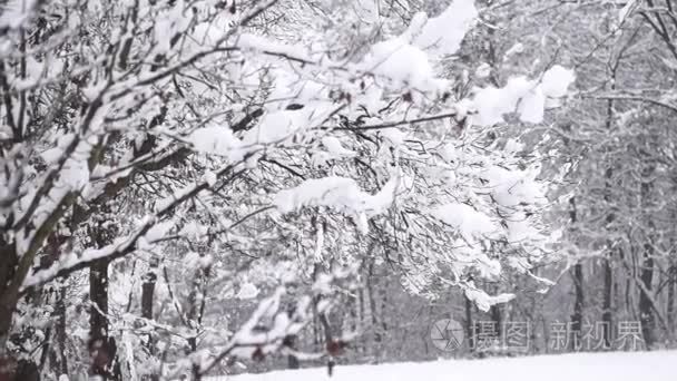 冬季风景与雪视频