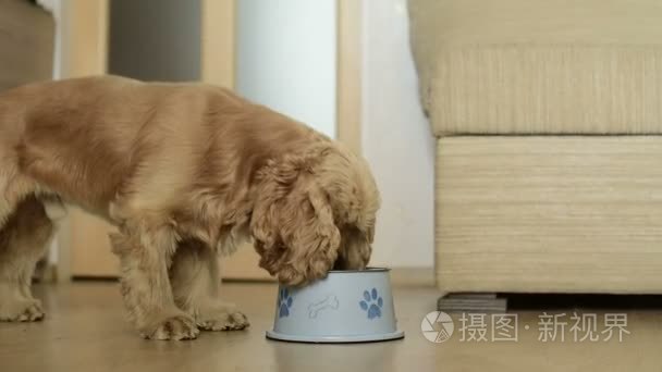 可爱的美国可卡犬狗吃视频