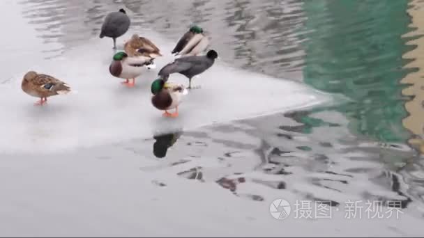 与休眠鸭子在河上的浮冰视频